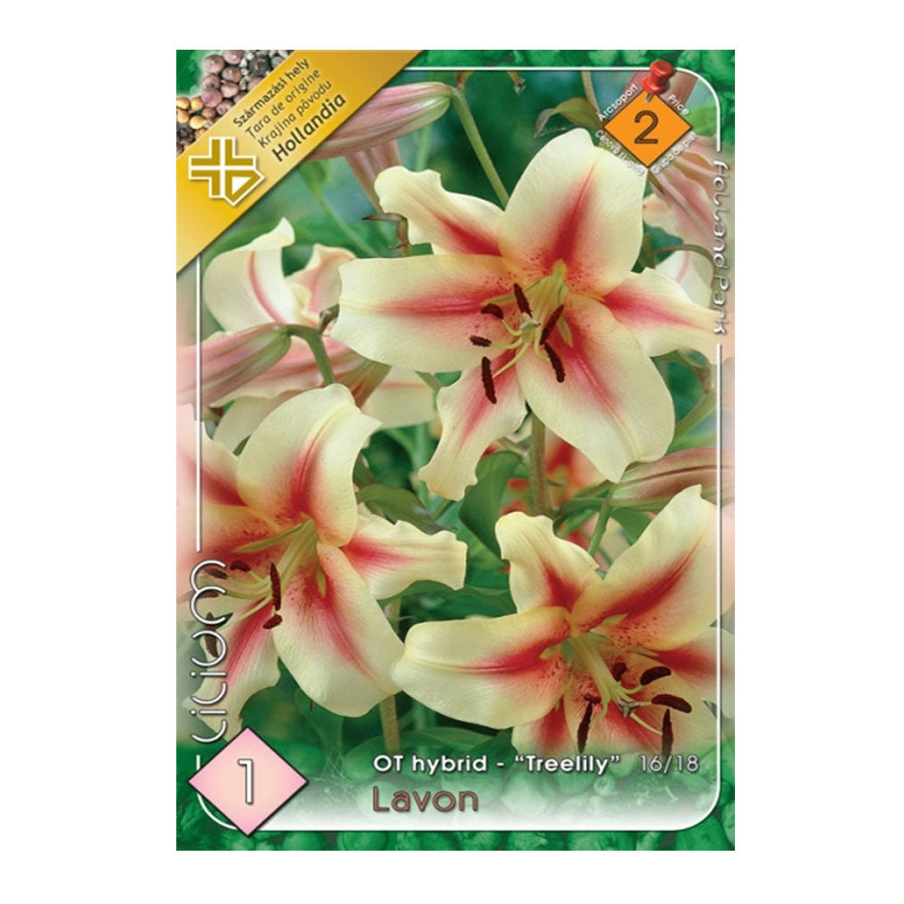 Bulbi Crini Lavon 1 buc