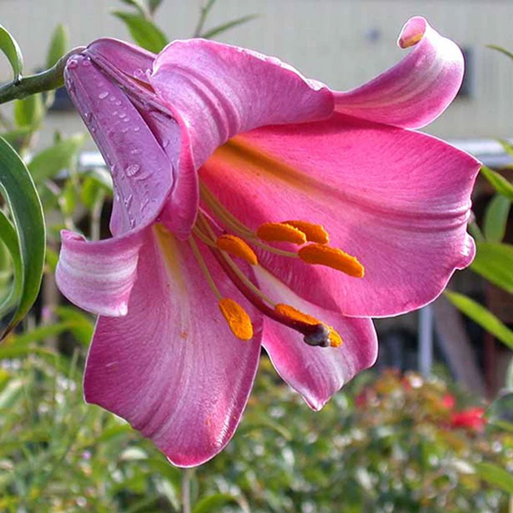 Bulbi Crini Pink Perfection 1 buc