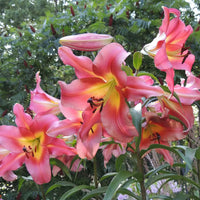 Thumbnail for Bulbi Crini Satisfaction 1 buc