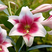 Thumbnail for Bulbi Crini Triumphator 1 buc