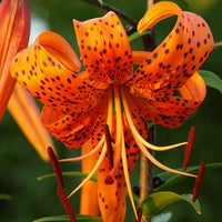 Thumbnail for Bulbi Crini Tigrinum 1 buc
