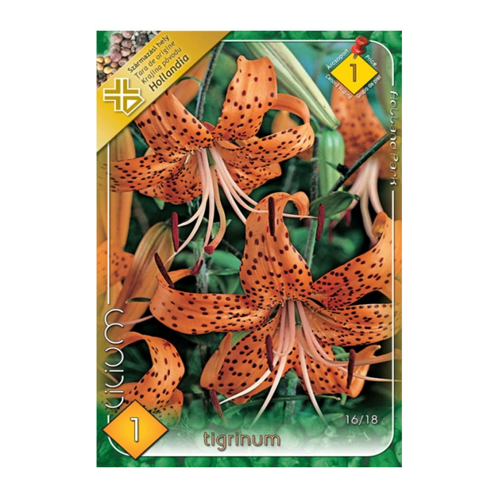 Bulbi Crini Tigrinum 1 buc