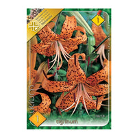 Thumbnail for Bulbi Crini Tigrinum 1 buc