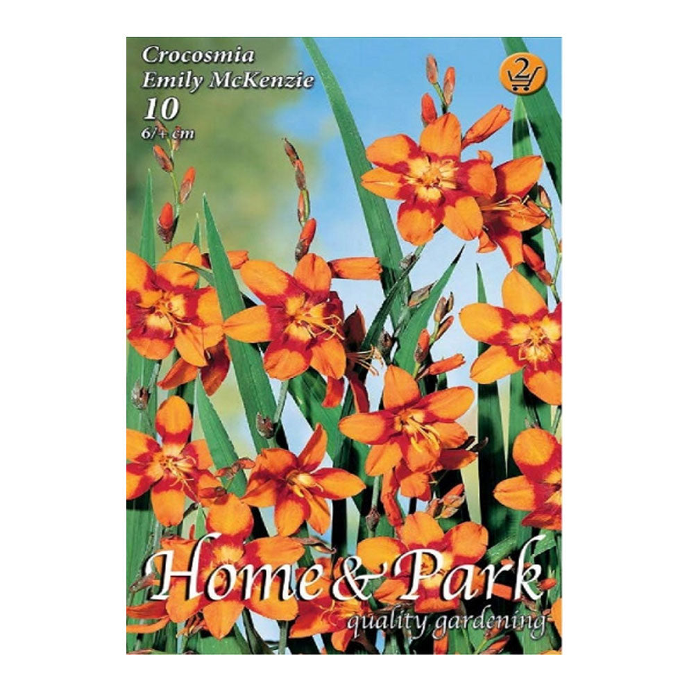 Bulbi Crocosmia Emily McKenzie 10 buc