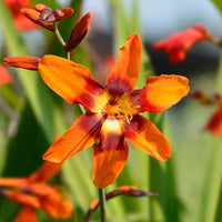 Thumbnail for Bulbi Crocosmia Emily McKenzie 10 buc