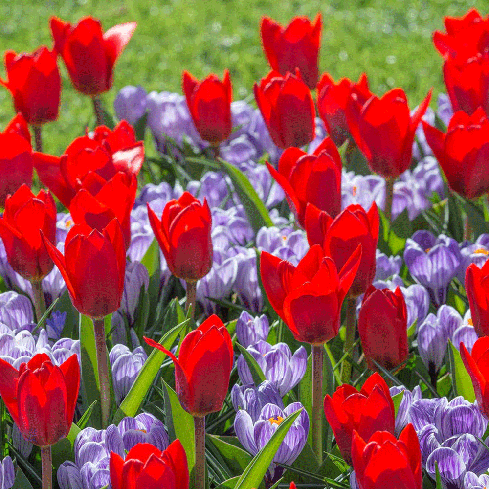 Bulbi Crocusi Pickwick 8 buc