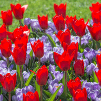 Thumbnail for Bulbi Crocusi Pickwick 8 buc