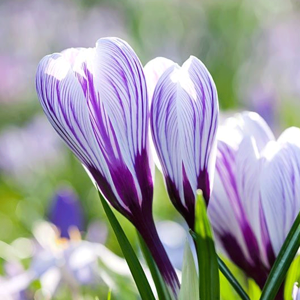 Bulbi Crocusi Pickwick 8 buc