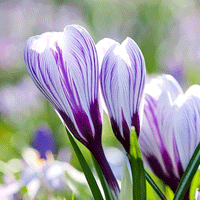 Thumbnail for Bulbi Crocusi Pickwick 8 buc
