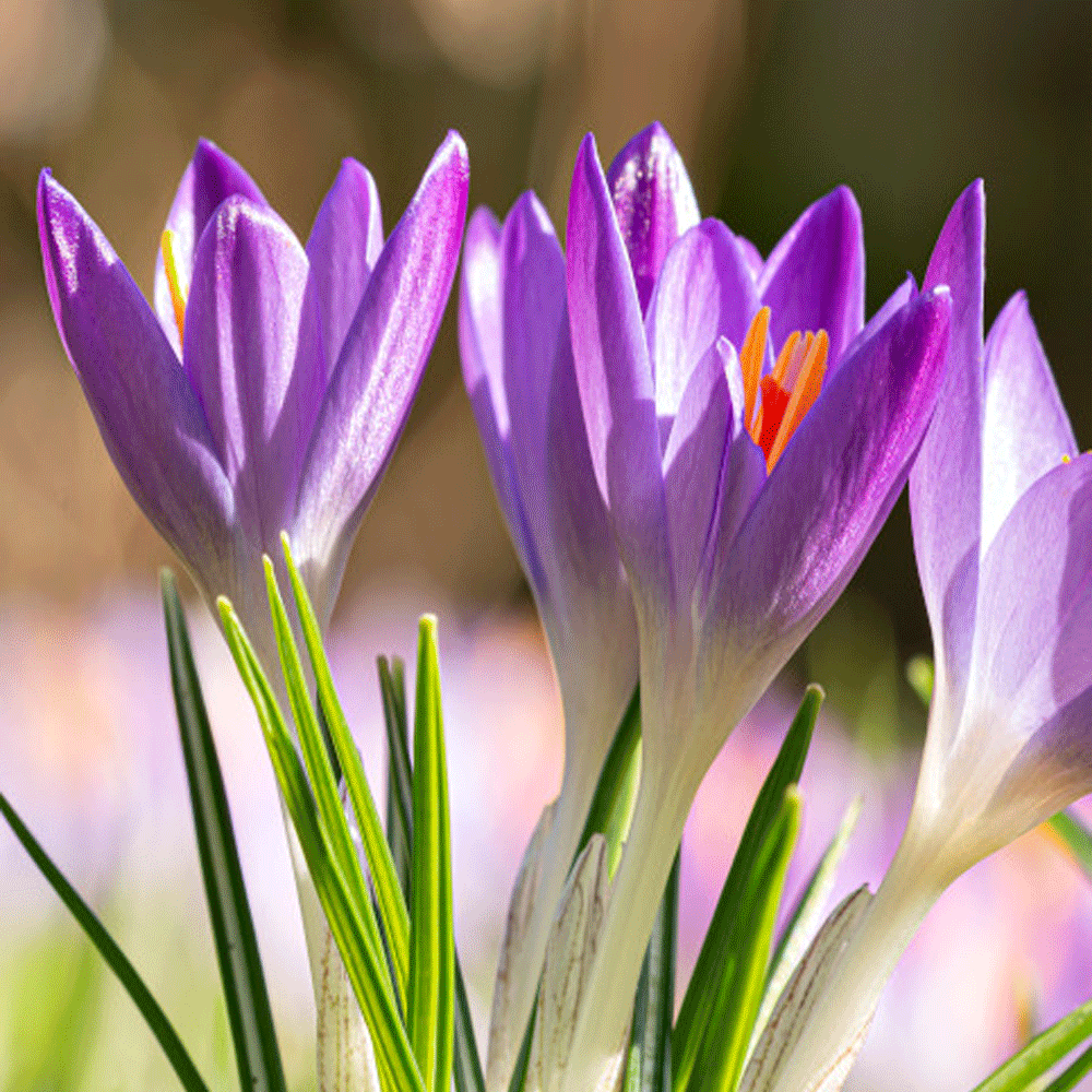 Bulbi Crocusi Sativus 10 buc