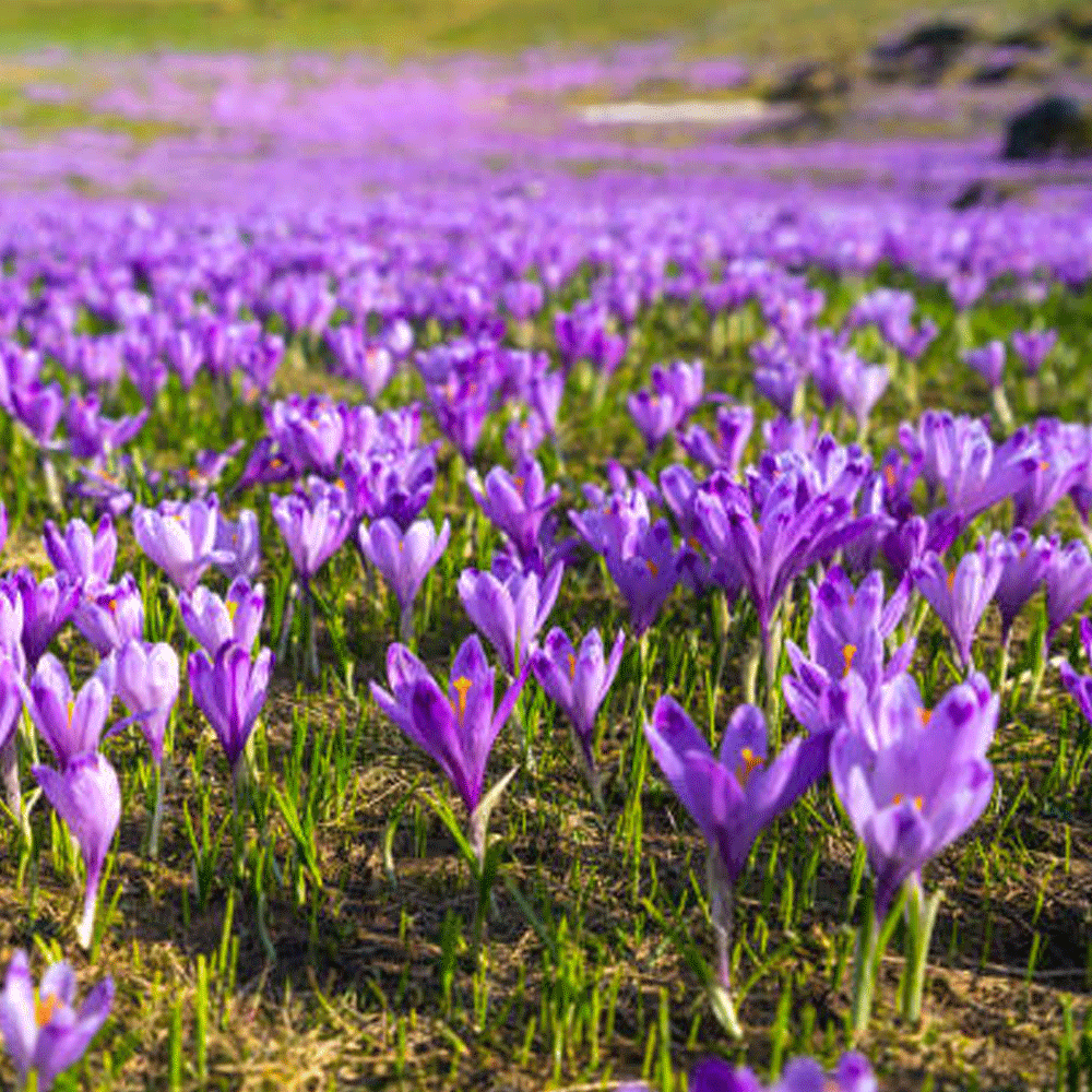 Bulbi Crocusi Sativus 10 buc