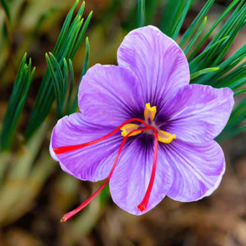 Bulbi Crocusi Sativus 10 buc