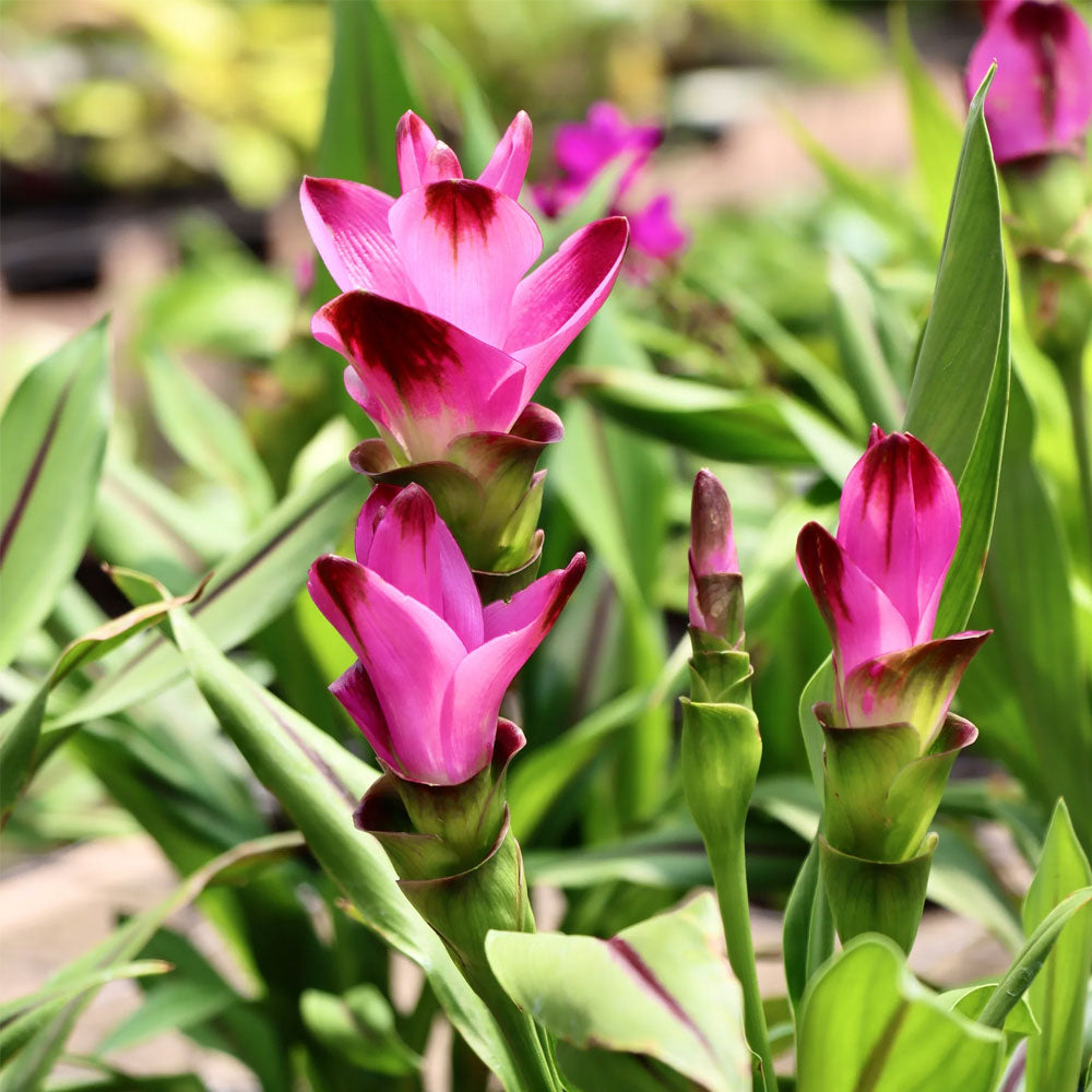 Bulbi Curcuma alismatifolia 1 buc