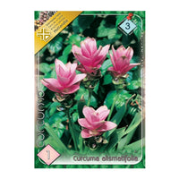 Thumbnail for Bulbi Curcuma alismatifolia 1 buc