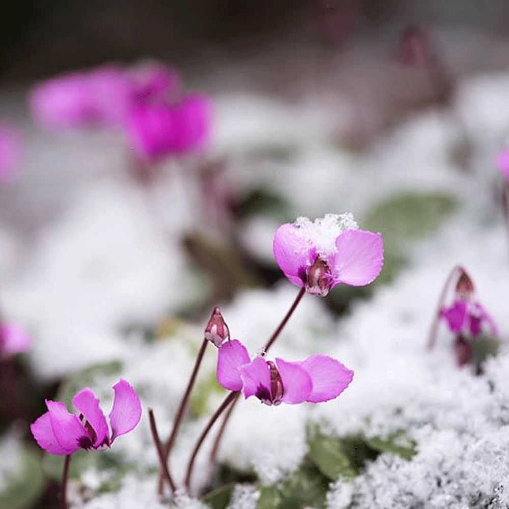 Bulbi Cyclamen coum 3 buc