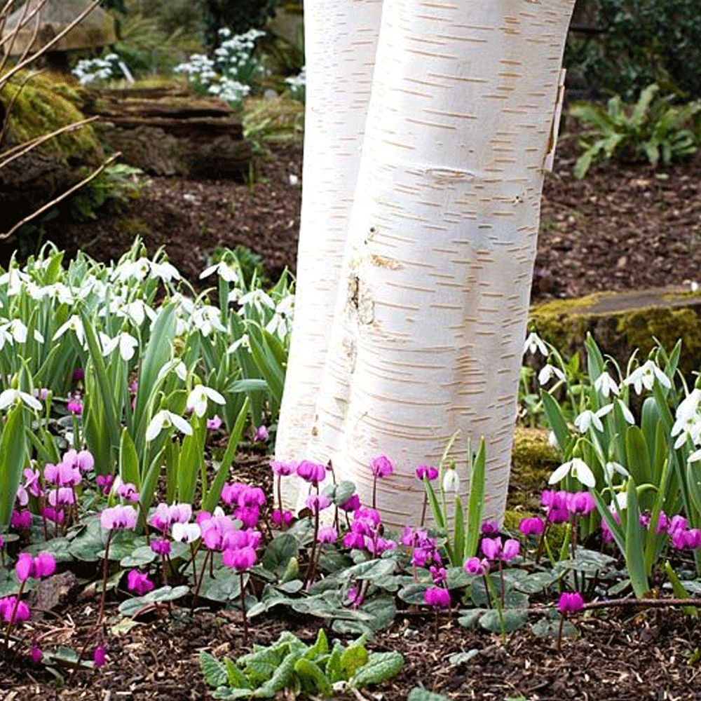 Bulbi Cyclamen coum 3 buc