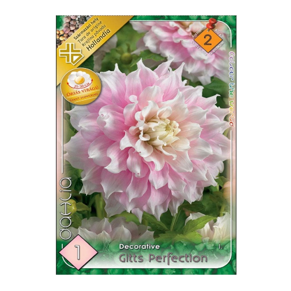 Bulbi Dalii Gitts Perfection 1 buc