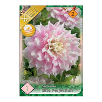 Thumbnail for Bulbi Dalii Gitts Perfection 1 buc