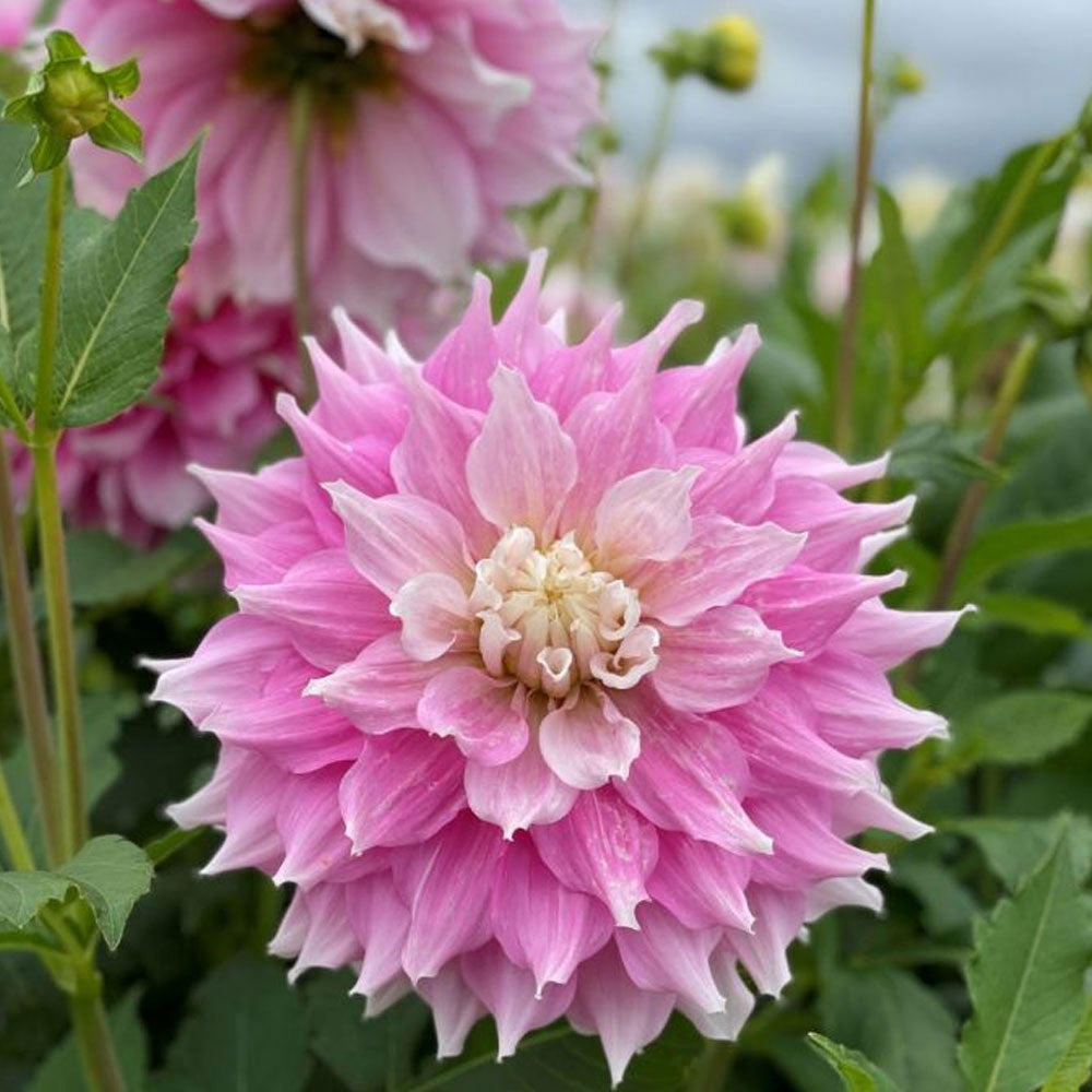 Bulbi Dalii Gitts Perfection 1 buc