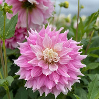 Thumbnail for Bulbi Dalii Gitts Perfection 1 buc