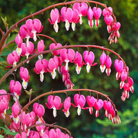 Thumbnail for Bulbi Dicentra pink 1buc