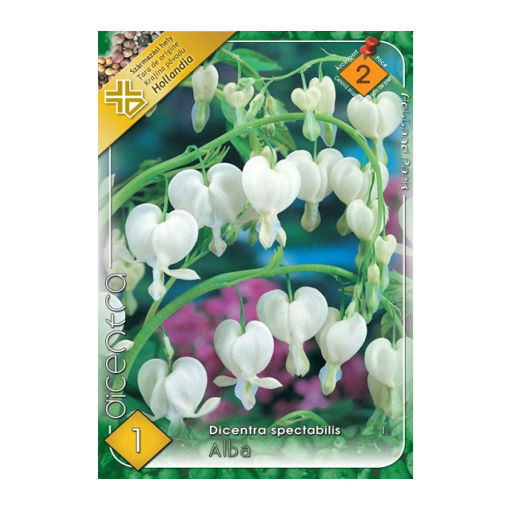 Bulbi Dicentra white 1buc