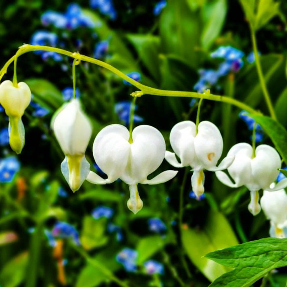 Bulbi Dicentra white 1buc