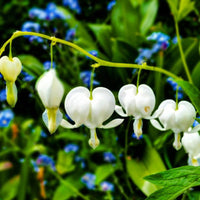 Thumbnail for Bulbi Dicentra white 1buc
