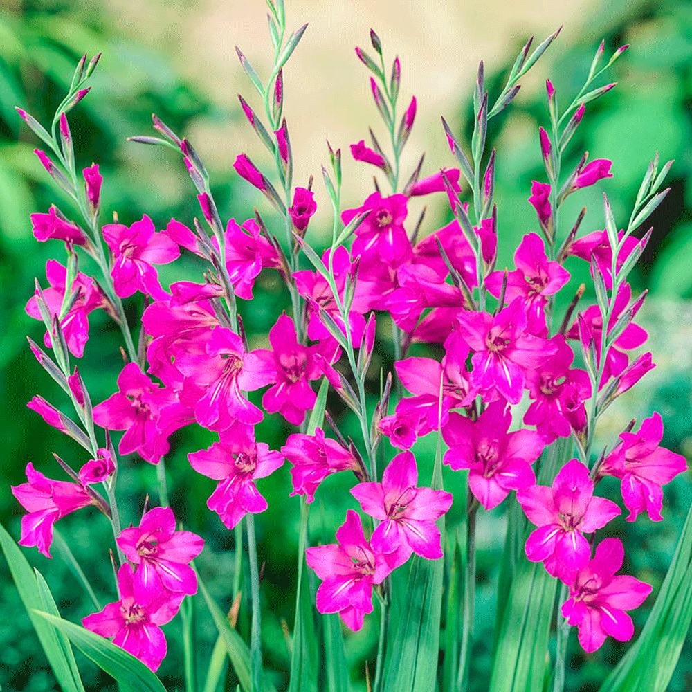 Bulbi Gladiolus comm.ssp. Byzantinus 10 buc
