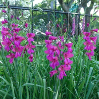 Thumbnail for Bulbi Gladiolus comm.ssp. Byzantinus 10 buc