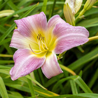 Thumbnail for Bulbi Hemerocallis Catherine Woodburry 1 buc