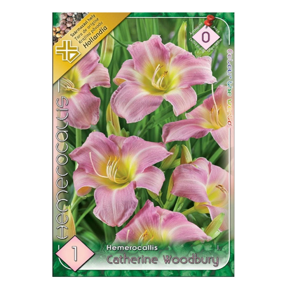 Bulbi Hemerocallis Catherine Woodburry 1 buc