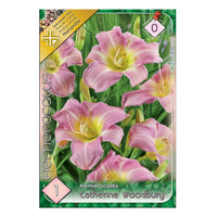 Thumbnail for Bulbi Hemerocallis Catherine Woodburry 1 buc