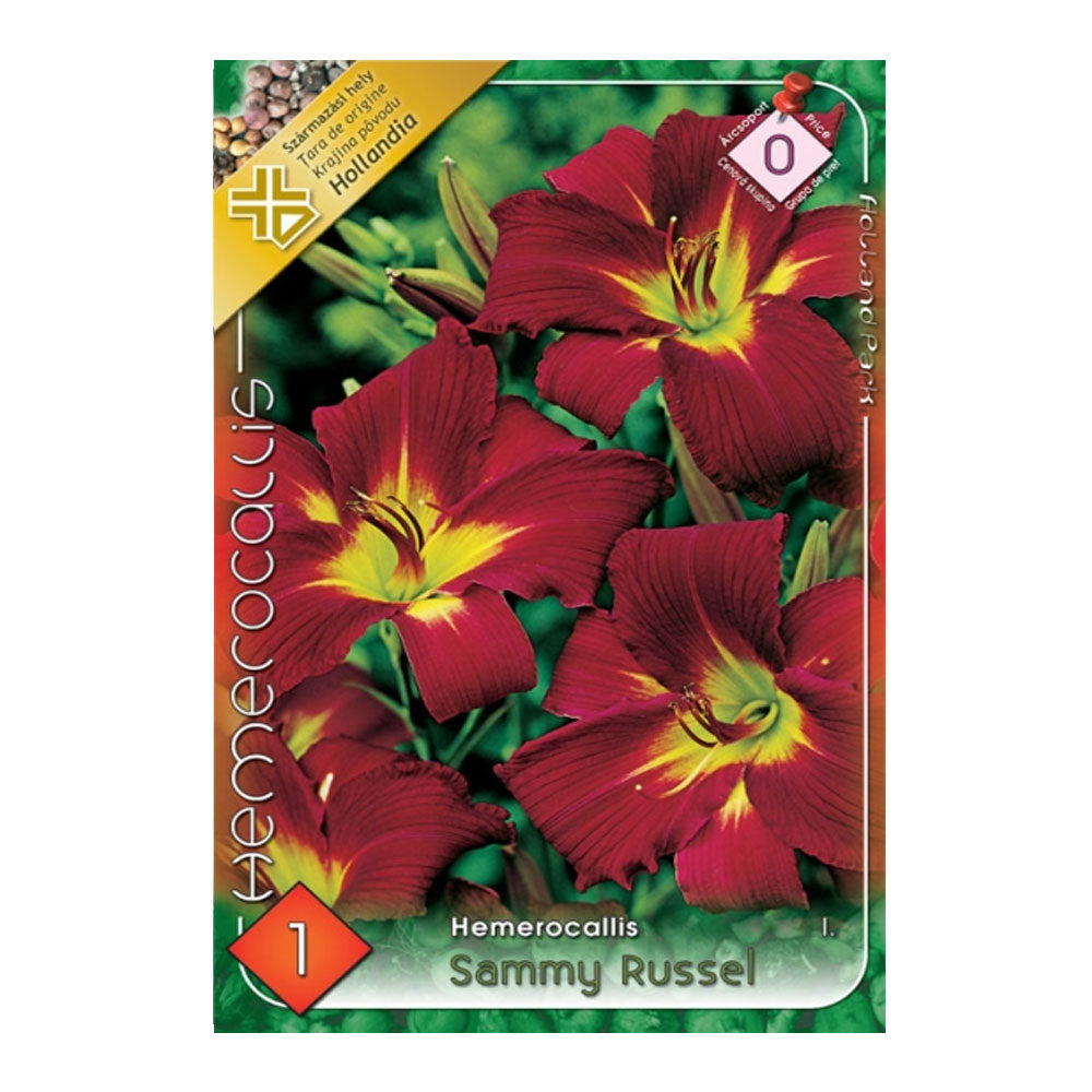 Bulbi Hemerocallis Sammy Russel 1 buc