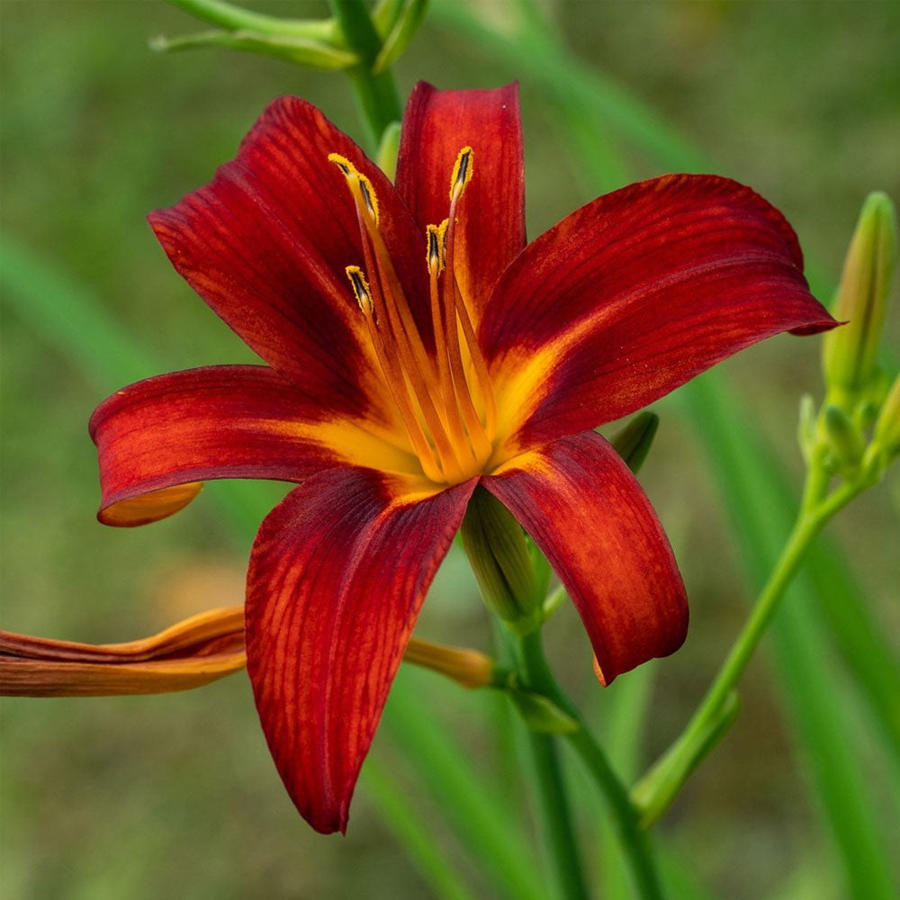 Bulbi Hemerocallis Sammy Russel 1 buc