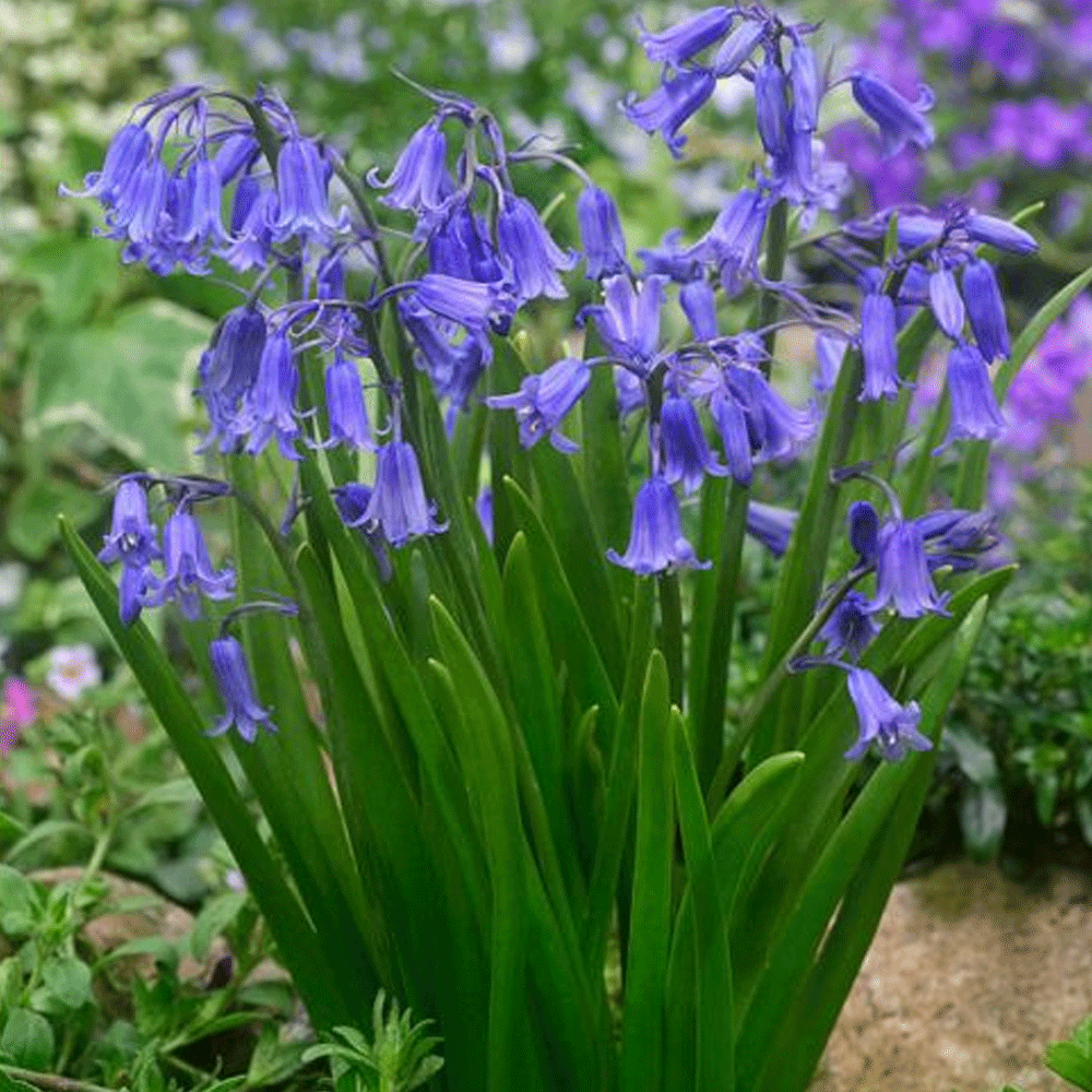 Bulbi Hyacinthoides hispanica albastru 10 buc