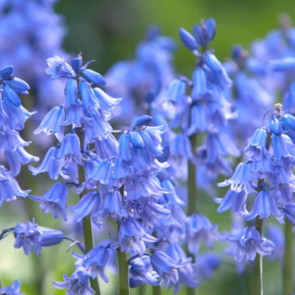 Bulbi Hyacinthoides hispanica albastru 10 buc