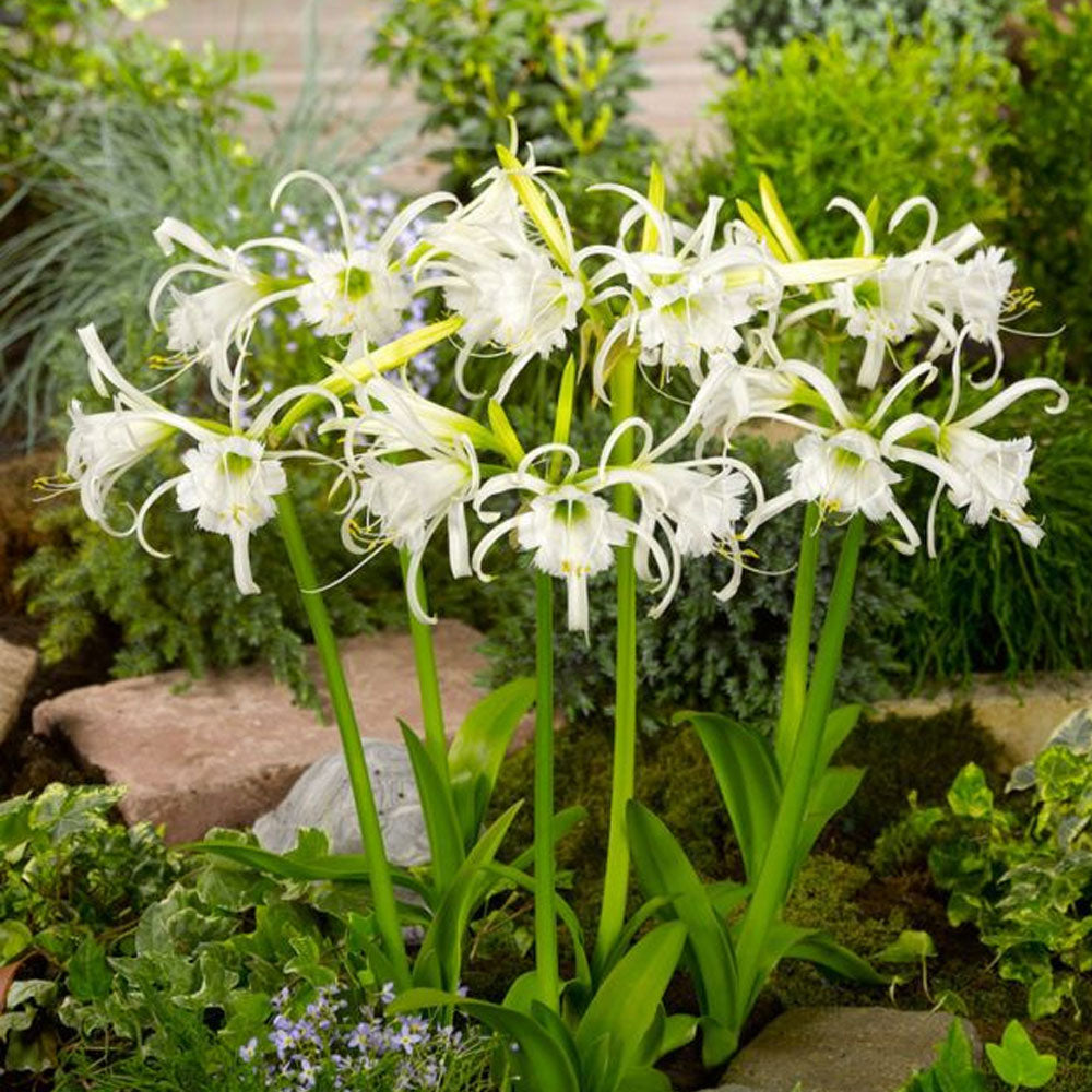 Bulbi Hymenocallis Festalis 1buc