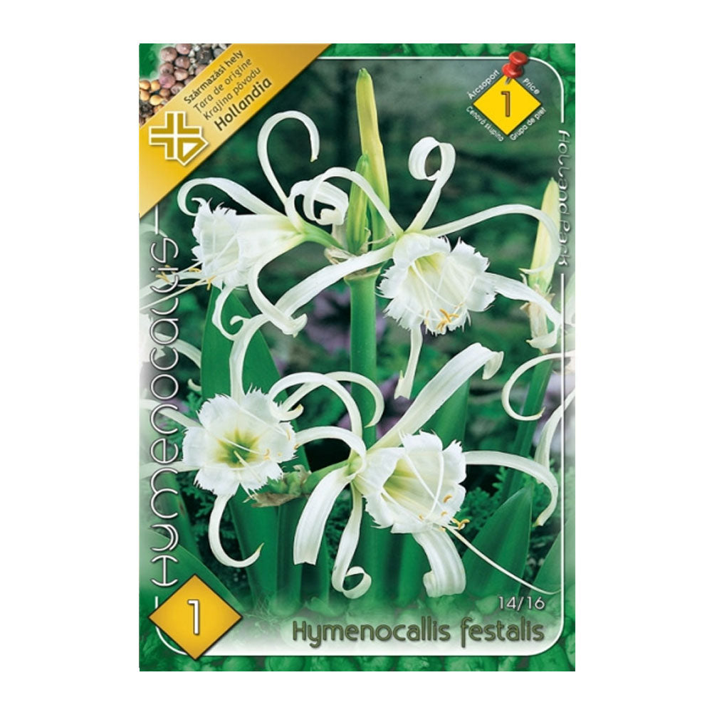 Bulbi Hymenocallis Festalis 1buc