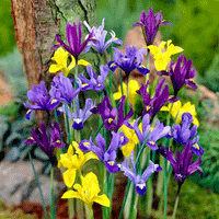 Thumbnail for Bulbi Iris Dwarf Mix 10 buc