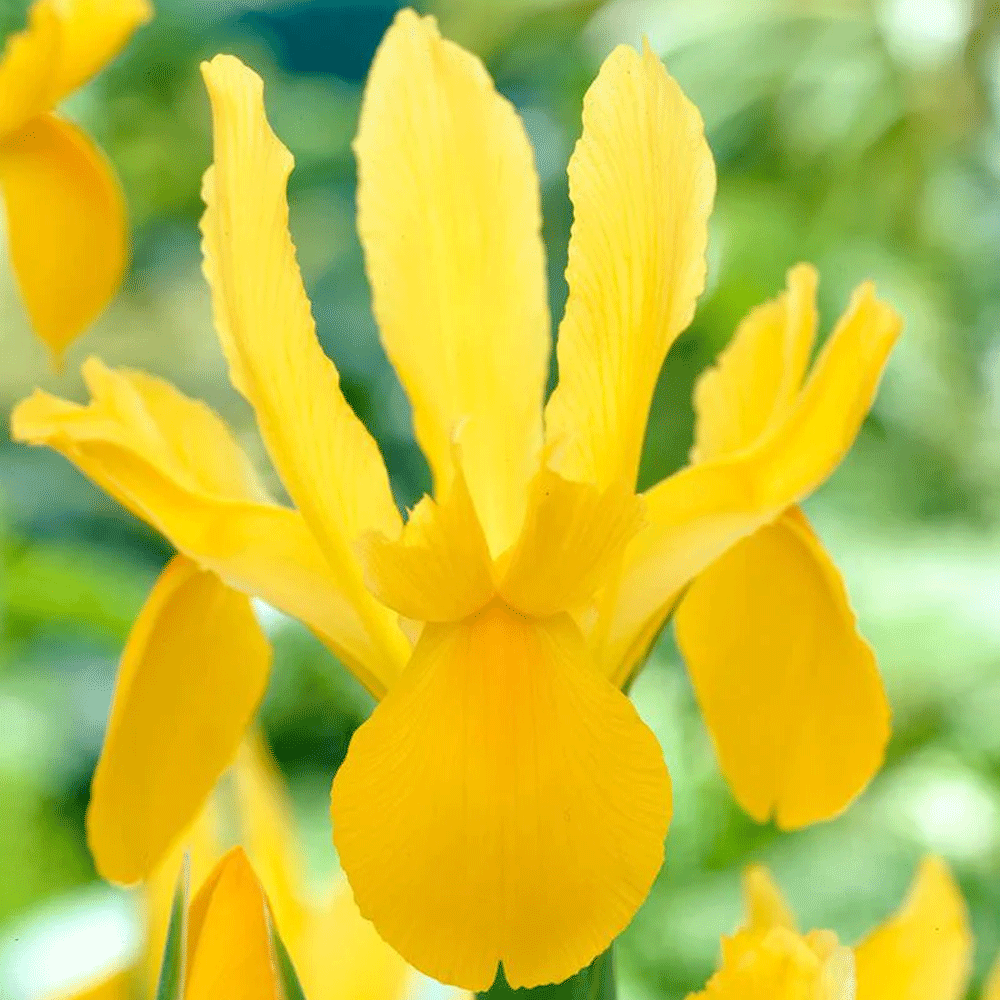 Bulbi Iris Royal Yellow 10buc