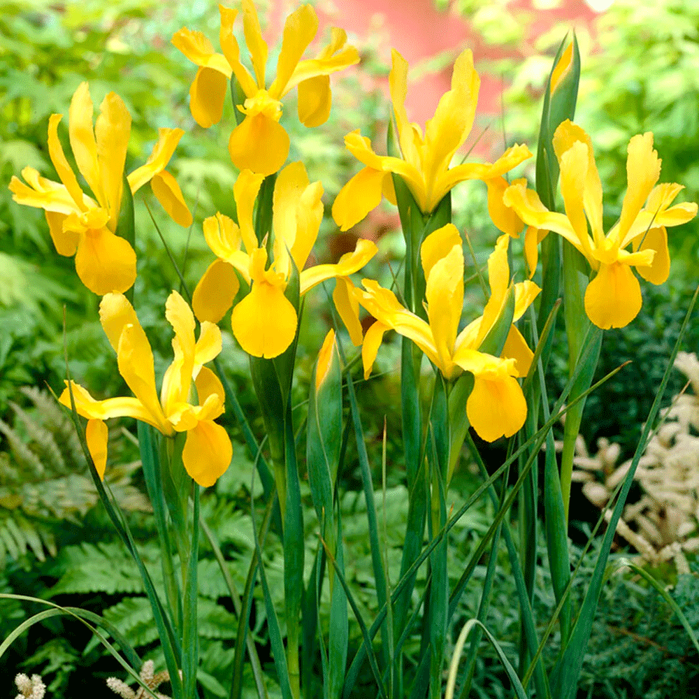 Bulbi Iris Royal Yellow 10buc