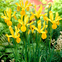 Thumbnail for Bulbi Iris Royal Yellow 10buc