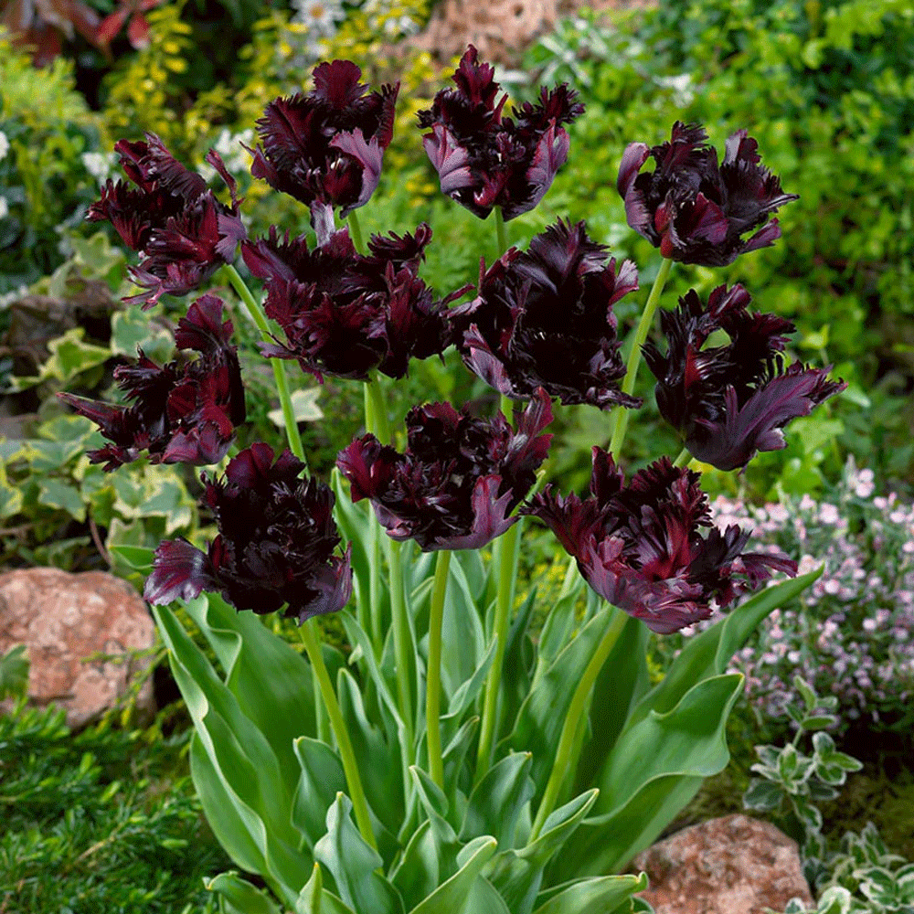 Bulbi Lalele Black Parrot 7 buc