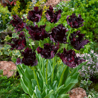 Thumbnail for Bulbi Lalele Black Parrot 7 buc