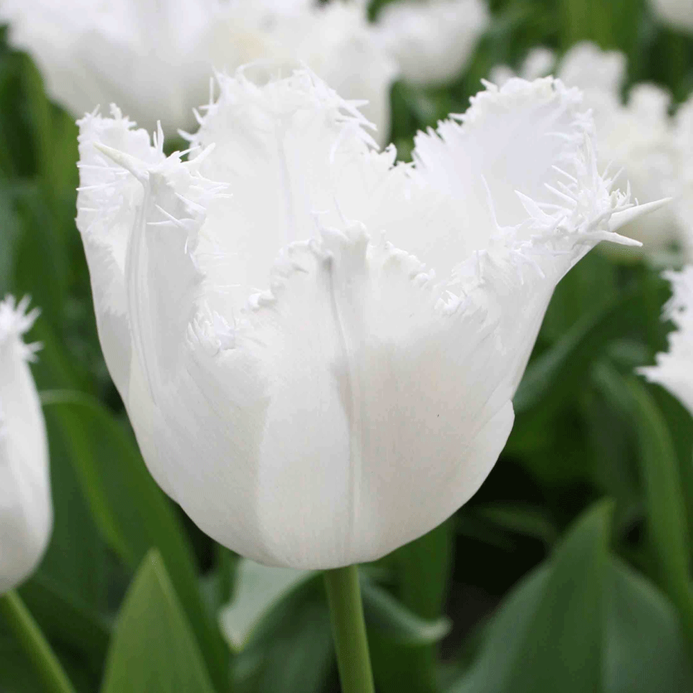 Bulbi Lalele Honeymoon/Daytona 7 buc