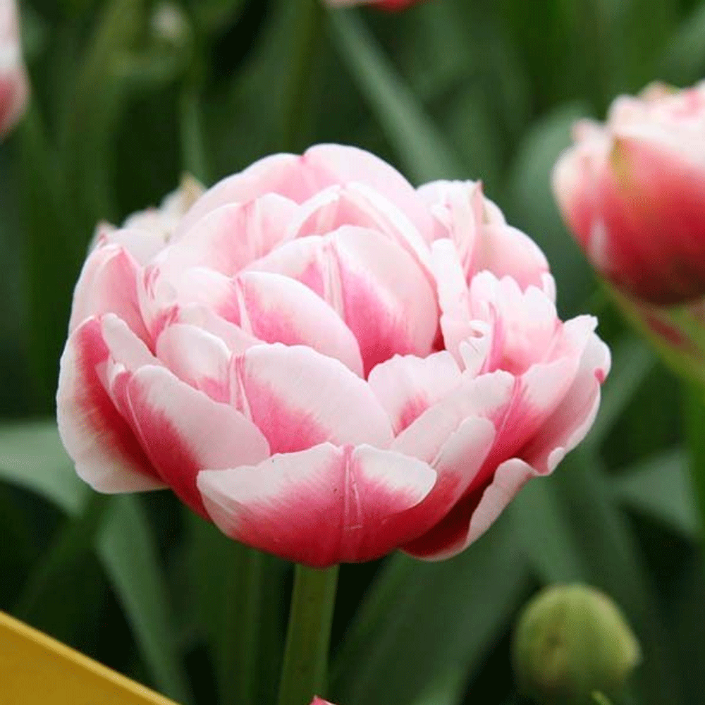 Bulbi Lalele Gerbrandt Kieft 8 buc