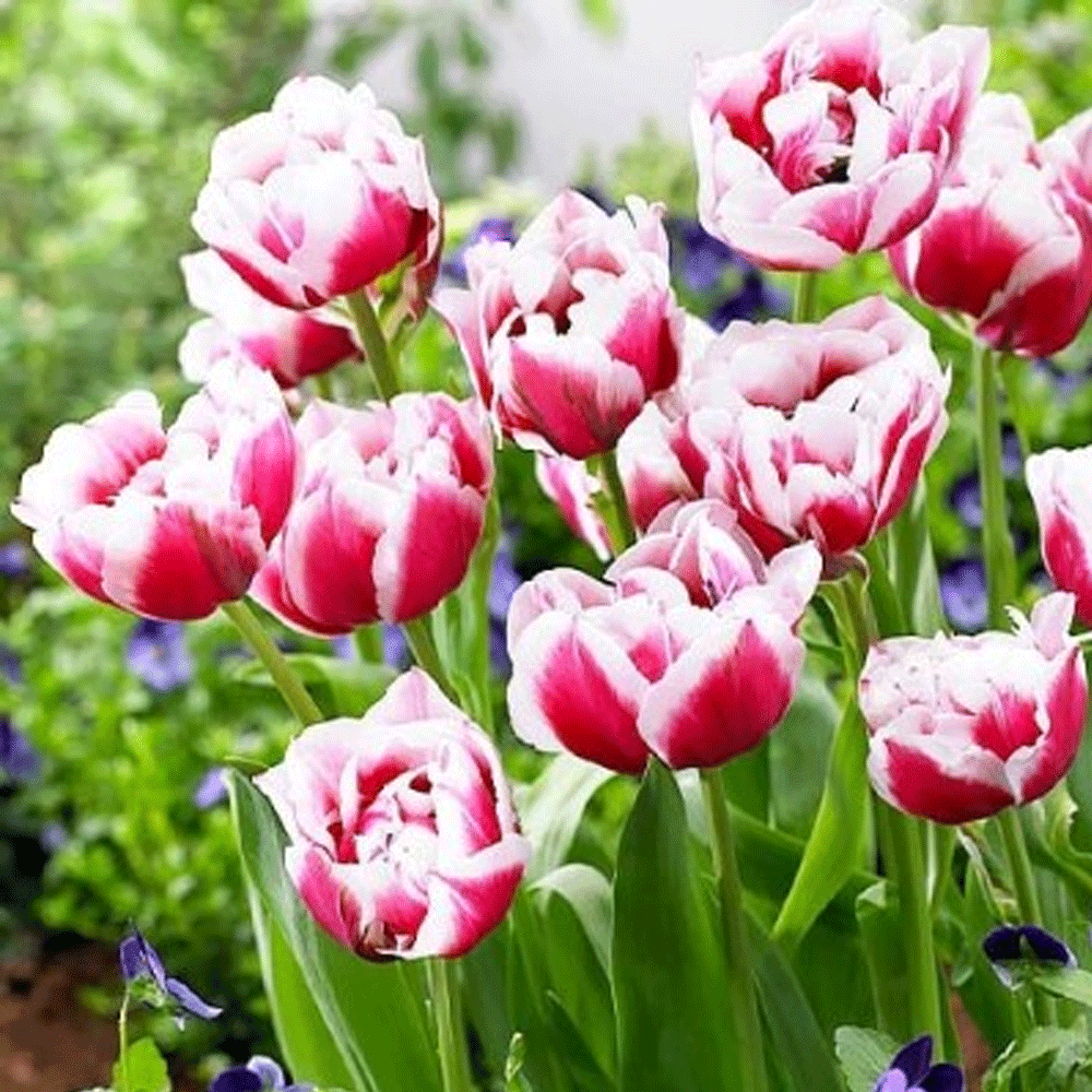 Bulbi Lalele Gerbrandt Kieft 8 buc