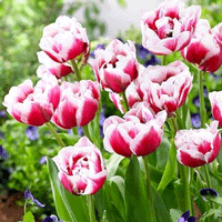 Thumbnail for Bulbi Lalele Gerbrandt Kieft 8 buc