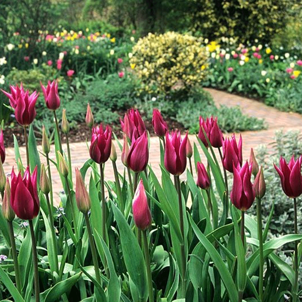 Bulbi Lalele Maytime 6 buc